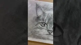 Нарисовал кота 
