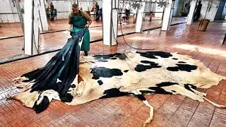 Amazing Modern Automatic Cow Farming Technology - Incredible Cowhide Processing Factory