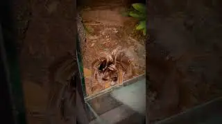 How many TARANTULAS can I FEED under 1 minute?? 🐛 #shorts