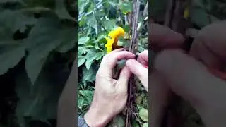 Как многоразовый хомут поможет сделать веник для бани ?) АСМР видео) 