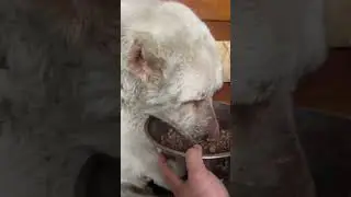 Белый Барон завтракает /Жить вопреки болезням