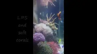 How to keep corals successfully.