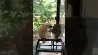 Parrot Won't Let Owl Go 😂 #Short