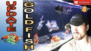Major Update on 75 Gallon Gold Fish Tank