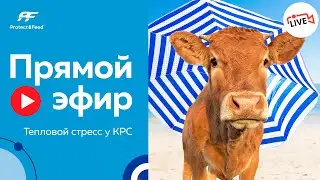 Тепловой стресс у КРС