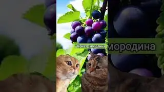 Чёрная смородина. #животные #animal #pet #animals #мемныекоты #мем #котыговорят #коты #анекдот #кот