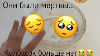 Куда же пропали колбаски?!(Улитки Буся и Кнопа)