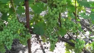 Сорт Винограда Мускат Янтарный. Виноград 2015.