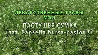 Лекарственные растения мая 