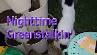 Nighttime Greenstalkin' | Verticle Gardening