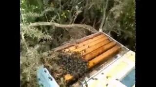 Enjambre y su recogida