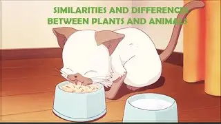 Similarities and differences between plants and animals