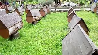 🔵Пасека в миниатюре🔴Бортничество в Абхазии🔵