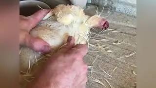 Продам мясо домашних бройлеров