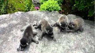 捕獲したアライグマの子供