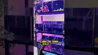 Đi Hội Chợ Ở Nhà Thi Đấu Phú Thọ , Quận 11 Có Gì Vui … #traicabetta #guppy #bettafish