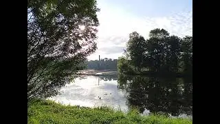 Утки