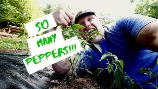 How to Grow the Most Peppers Ever!