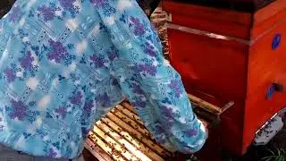 Работа Карники на Акации!