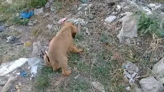 Tiny Stray pup eating chicken kidneys/feet/patties/candy/Cute little pup peeing/pooping usa anime uk