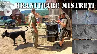 Cum am facut o hranitoare automata si cum au reactionat mistretii (The Wild Boar Feeder)