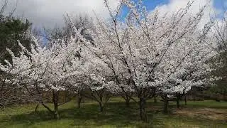 Au inflorit ciresii in Gradina Japoneza (Herastrau) Aprilie 2022