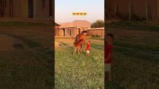 ЭКСКЛЮЗИВ 18. Малыш и Жеребёнок 2 #horse #кони #асау #лошади #айгыр #жеребенок  #shorts