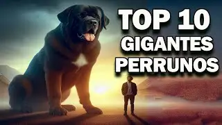 🐾¡Gigantes Caninos! Descubre los Perros Más Grandes del Mundo 🌍✨
