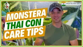 Monstera Thai Constellation Care Tips: Beginner's Guide (Hindi 🇮🇳)
