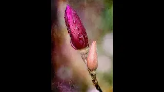 Focus Blend in Photoshop CC 2020