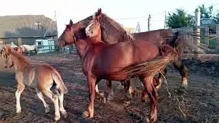 Выпускаем жеребца для ириски и Ветки