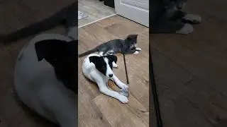 Luna and Bim are inseparable friends. 