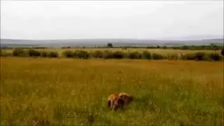 Гиена наглое дикое животное