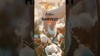 Colheita de Algodão #cotton #harvest #village #rurallife #freestyle