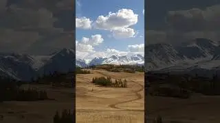 снежники Алтая