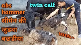 Abs hammer semen twin calf.
