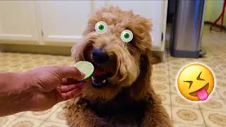 My Golden Doodle Reacts To Lime!