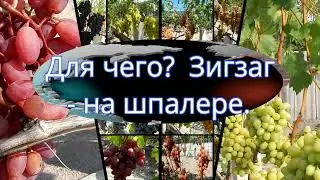 Для чего? Зигзаг - на шпалере. Подвязка побегов винограда.
