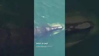 North Atlantic Right Whale Mom & Calf in Cape Cod Bay