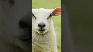 Сыр Касу Марцу для всех любителей сыра. 