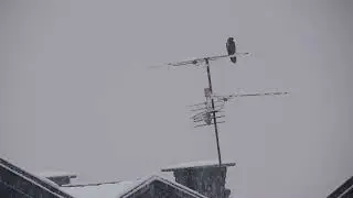 Melro na neve