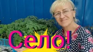 Я сельская! Утро на клубнике.Высадила помидоры.Готовим землю под перец.
