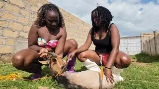 Slaughtering goat for food
