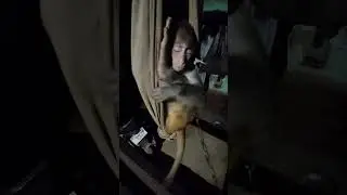 Animals lover