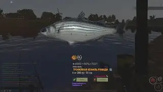 Fisher Online : Нидерланды. Кефаль Рамада мировой рекорд.