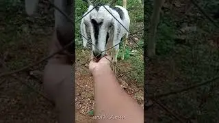 Goat eating sound  in Indian farm | feeding pet animal with groundnut across fence POV #shorts