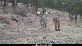 Olvia Chat in a Nutshell  (BDO MEME)