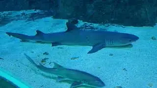 신세계 아쿠아리움 '진짜 상어' SHARK