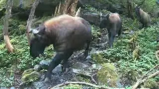 Takins of eastern Himalayas