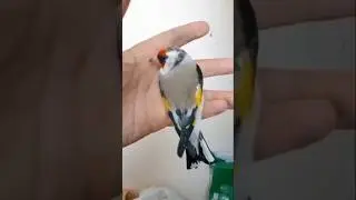Щегол Алтай 